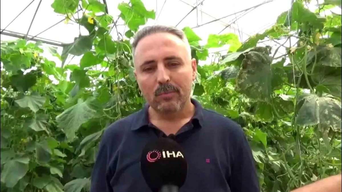 diyarbakirda salatalik serasi kuruldu IhSHBPQ8