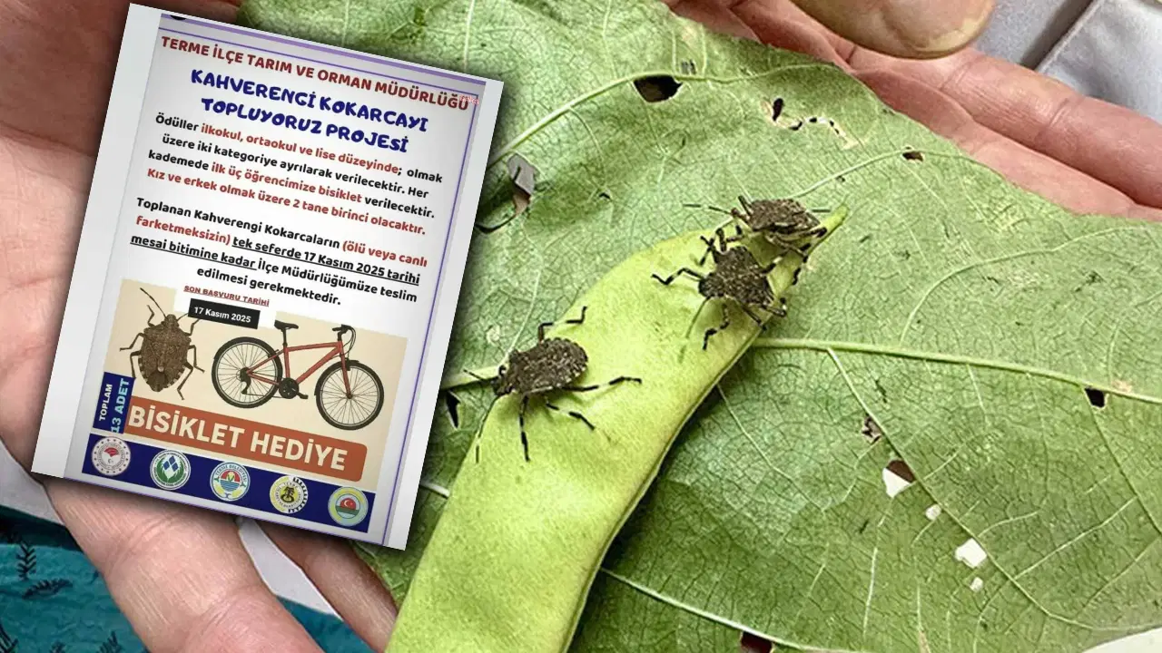 ‘Kokarca toplama’ projesine CHP’den tepki: ‘Bilimle mücadele edeceğimize, çocukları kullanıyoruz!’ kokarca toplama projesine chpden tepki bilimle mucadele edecegimize cocuklari kullaniyoruz 9DcKndw3.jpg