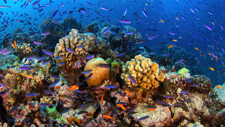 kuresel isinma mercan resifleri artik yasam desteklemiyor ull6x9zR.jpg