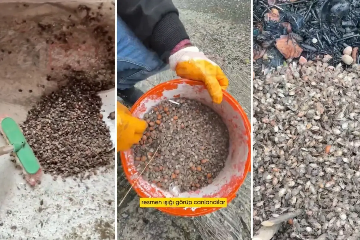 Türkiye’nin öteki gündemi! “Son virajdayız” diyen vatandaştan endişelendiren sözler turkiyenin oteki gundemi son virajdayiz diyen vatandastan endiselendiren sozler B6N9ZOkn.jpg