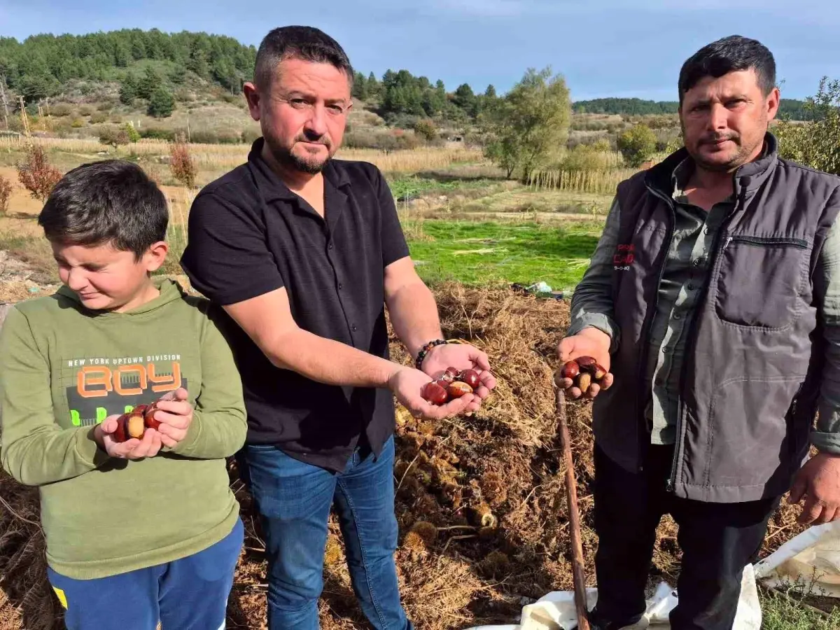 Denizli’de Alandız Kestanesi Hasadı Başladı denizlide alandiz kestanesi hasadi basladi ySd5b7jM.jpg