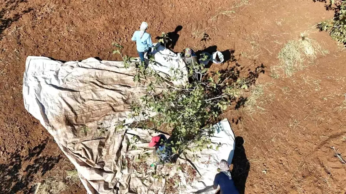 İdil’de Fıstık Hasadı Bereket Getirdi idilde fistik hasadi bereket getirdi lfHXpyqq.jpg