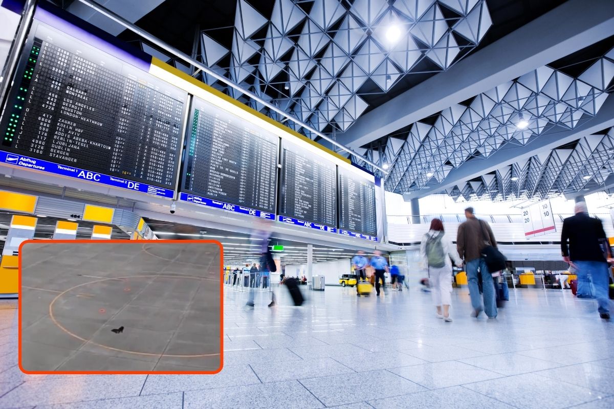 Japonya’da havalimanında piste giren ayı nedeniyle uçuşlar bir süreliğine durduruldu