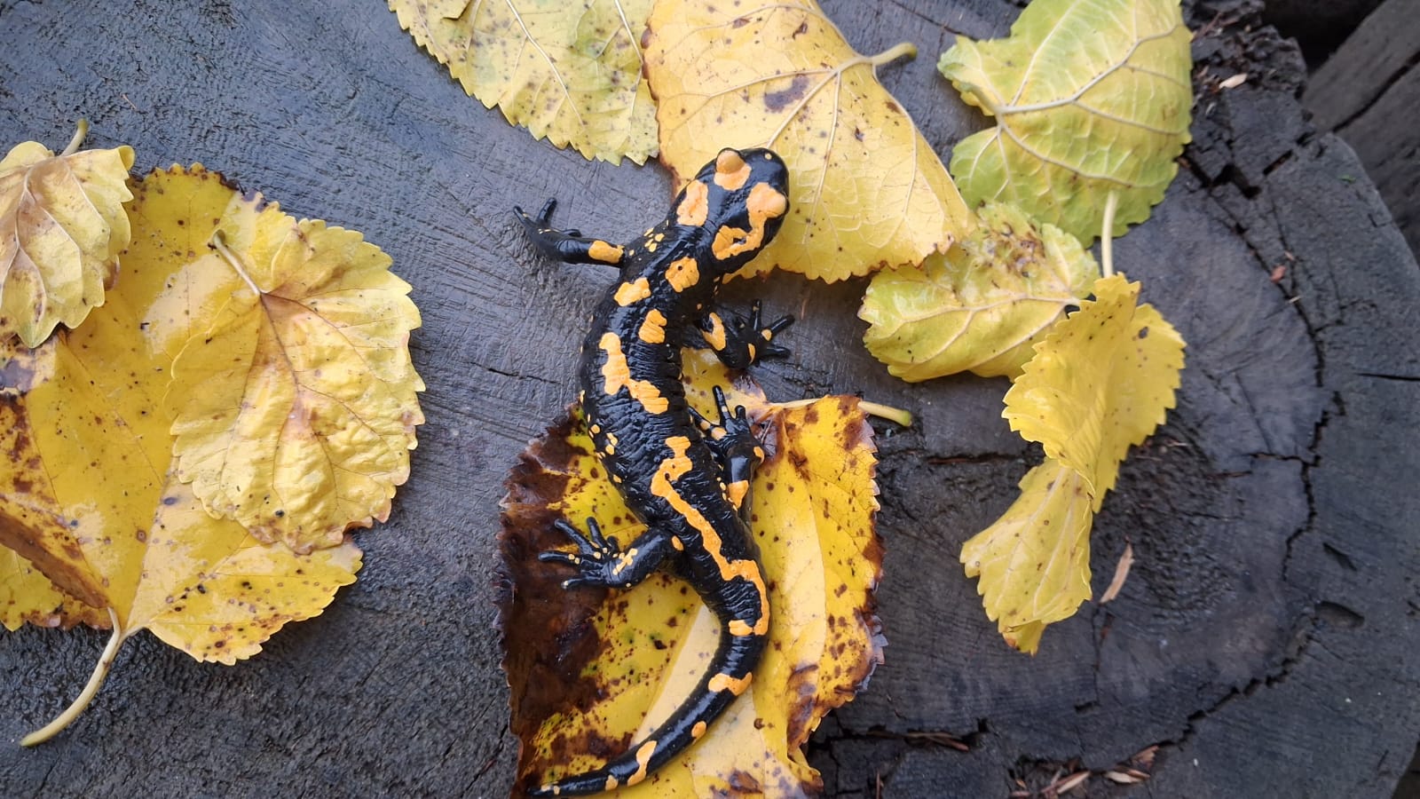 Nesli tehlike altındaki “Türk semenderi”, Adana’da görüldü