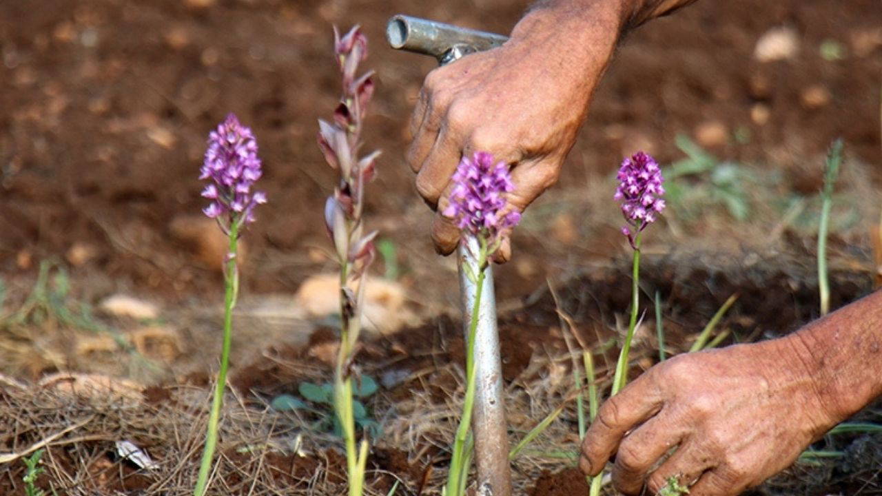 Yasaklı Bitki Toplayan Kişiye 699 Bin Lira Cezası