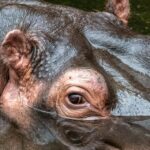 Kolombiya, Escobar’ın Hipopotamlarıyla Çevresel Bir Krizle Yüzleşiyor