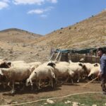 150-bin-liralik-maasi-begenmiyorlardi-besicilerin-yeni-coban-formulu-piyasayi-karistirdi-v42tW2Jq