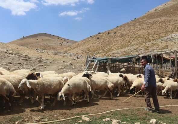 150-bin-liralik-maasi-begenmiyorlardi-besicilerin-yeni-coban-formulu-piyasayi-karistirdi-v42tW2Jq