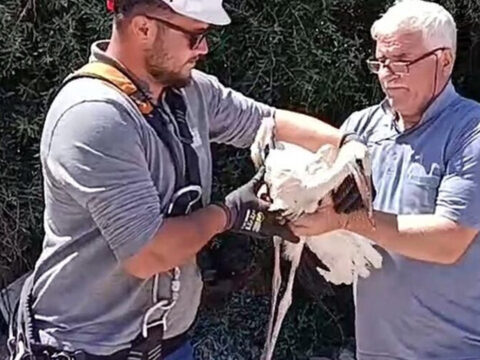 Tedavisi tamamlanan yarali leylek yavrusu yuvasina birakildi qCzfstp4